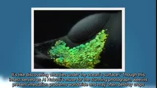 نمایشگاه عکاسی ماکرو با دوربین نیکون-عکاسی از اجسام ریز