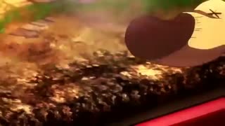 Satsuriku No Tenshi 「AMV」- Darkside