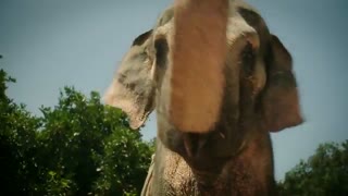 تریلر فیلم Saving Flora 2018