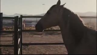 دانلود فیلم The Mustang 2019 با زیرنویس فارسی چسبیده CTFILM@