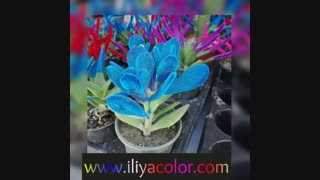 فانتاکروم/مخمل پاش/هیدروگرافیک 02156574663