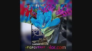 دستگاه مخمل پاش/ابکاری فانتاکروم 02156574663