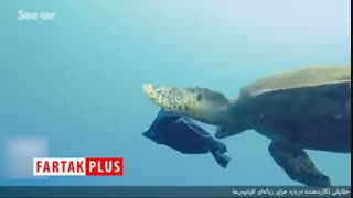 حقایقی عجیب درباره مرموزترین جزیره زباله ای جهان