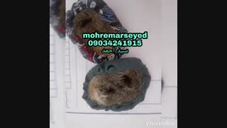 ناموس کفتار