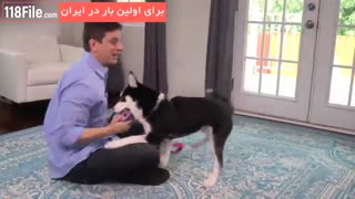 7 درس مهم برای تربیت سگ