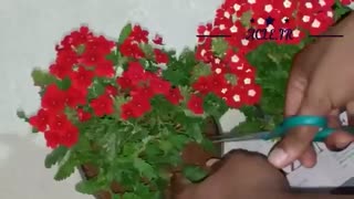 چگونه شاه پسند را قلمه بزنیم؟