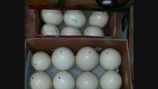فروش تخم شترمرغ نطفه دار از مولدهای اصیل برای جوجه کشی