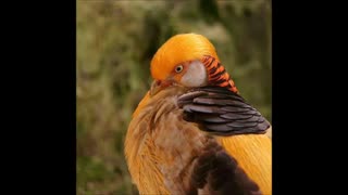 فروش تخم نطفه دار قرقاول در نژادهای بلژیکی و لیمویی